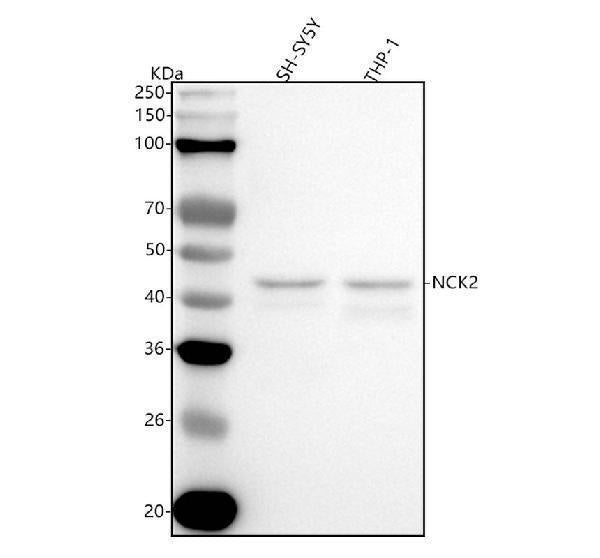 Anti-Nck2 Rabbit Monoclonal Antibody
