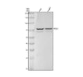 Anti-MELK Rabbit Monoclonal Antibody