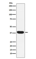 Western blot analysis of MYF5 expression in Human skeletal muscle lysate.