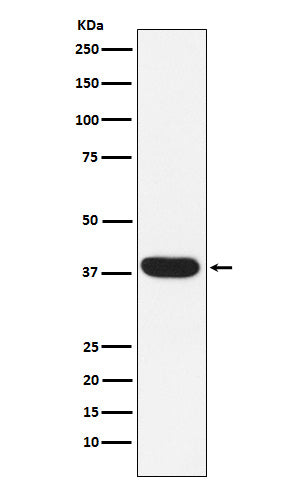 Western blot analysis of MYF5 expression in Human skeletal muscle lysate.