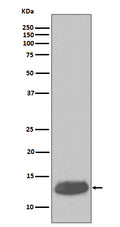 Anti-Parvalbumin PVALB Rabbit Monoclonal Antibody