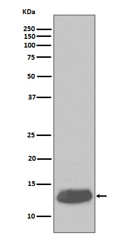Anti-Parvalbumin PVALB Rabbit Monoclonal Antibody