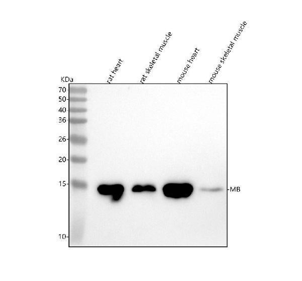 Anti-Myoglobin MB Rabbit Monoclonal Antibody