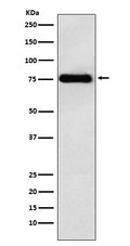 Western blot analysis of LYRIC expression in HeLa cell lysate.
