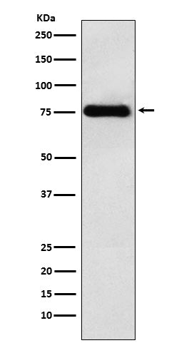 Western blot analysis of LYRIC expression in HeLa cell lysate.