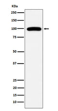 Western blot analysis of CD10 expression in Ramos cell lysate.