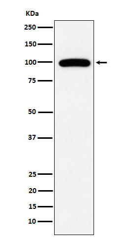 Western blot analysis of CD10 expression in Ramos cell lysate.