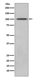 Western blot analysis of CD10 expression in Jurkat lysate.