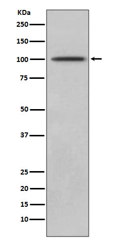 Western blot analysis of CD10 expression in Jurkat lysate.