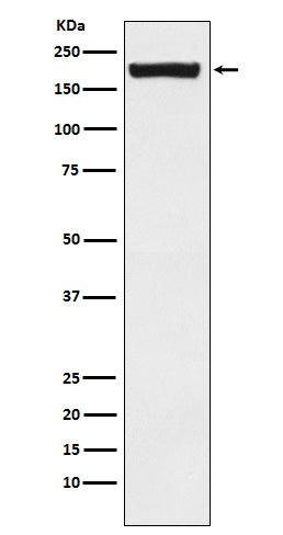 Western blot analysis of MRC2/ENDO180 expression in Saos2 cell lysate.