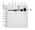 Anti-beta Catenin CTNNB1 Antibody Picoband® (monoclonal, 1F6)