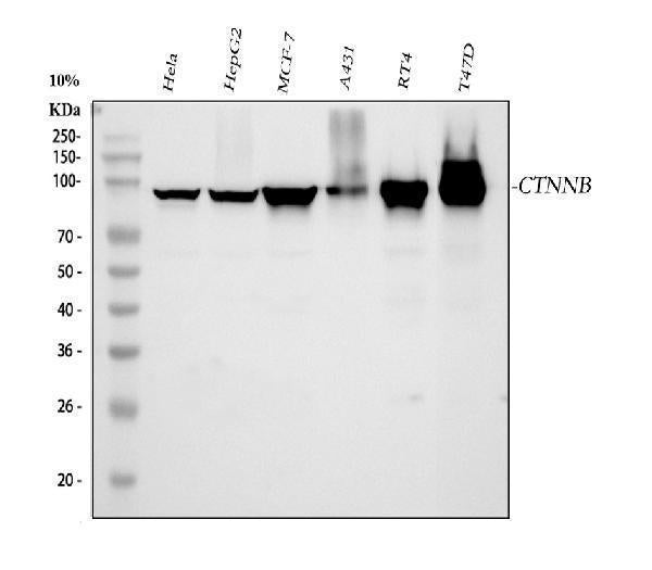 Anti-beta Catenin CTNNB1 Antibody Picoband® (monoclonal, 1F6)