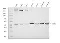 Anti-Aspartate Aminotransferase/GOT1 Antibody Picoband® (monoclonal, 6B3B4)