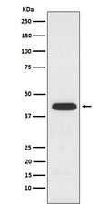 Western blot analysis of PCYT1A expression in A549 cell lysate.
