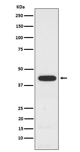 Western blot analysis of PCYT1A expression in A549 cell lysate.