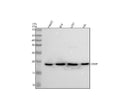 Anti-CIRBP Rabbit Monoclonal Antibody