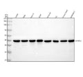 Anti-SLP2 Rabbit Monoclonal Antibody