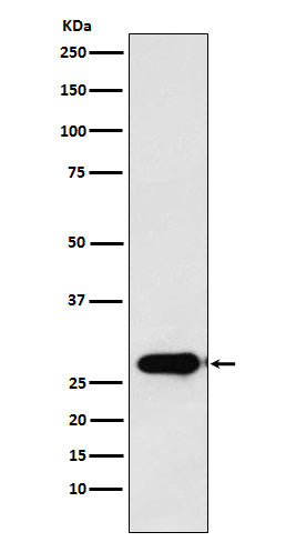 Anti-Calpain S1 Rabbit Monoclonal Antibody