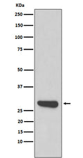 Western blot analysis of Calpain small subunit 1 expression in 293T cell lysate.