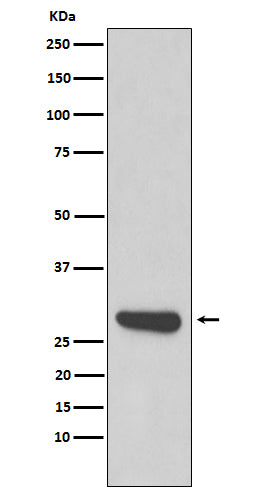 Western blot analysis of Calpain small subunit 1 expression in 293T cell lysate.