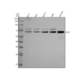 Anti-KLC1 Rabbit Monoclonal Antibody