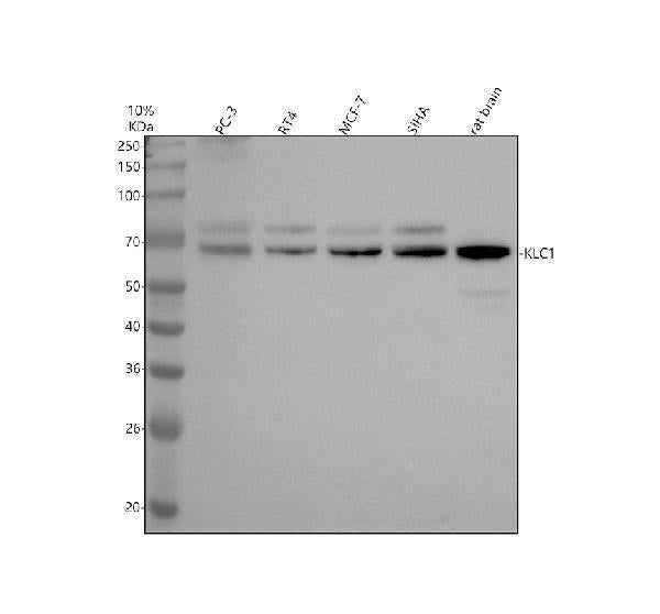 Anti-KLC1 Rabbit Monoclonal Antibody