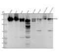 Anti-KDM4B / JMJD2B Rabbit Monoclonal Antibody
