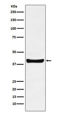 Western blot analysis of p40 expression in HepG2 cell lysate.
