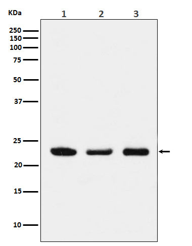 Western blot analysis of p23 expression in (1) HeLa cell lysate; (2) NIH/3T3 cell lysate; (3) PC12 cell lysate.
