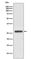 Western blot analysis of 14-3-3 gamma expression in HeLa cell lysate.