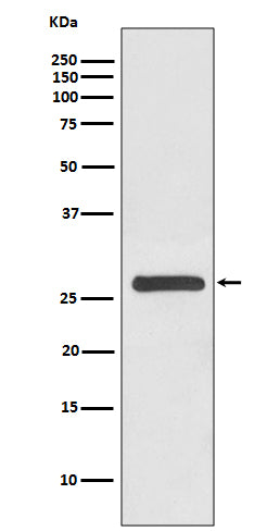 Western blot analysis of 14-3-3 gamma expression in HeLa cell lysate.