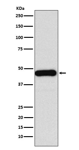 Western blot analysis of DNAJA1 expression in Jurkat cell lysate.