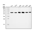 Anti-eRF1/ETF1 Antibody Picoband® (monoclonal, 3E5)