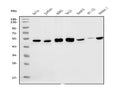Anti-eRF1/ETF1 Antibody Picoband® (monoclonal, 3B6)