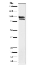 Western blot analysis of OS9 expression in HeLa cell lysate.
