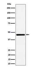 Western blot analysis of GNA13 expression in HepG2 cell lysate.