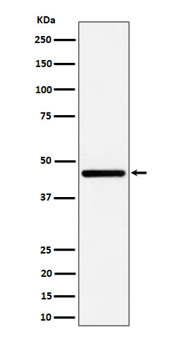 Western blot analysis of GNA13 expression in HepG2 cell lysate.