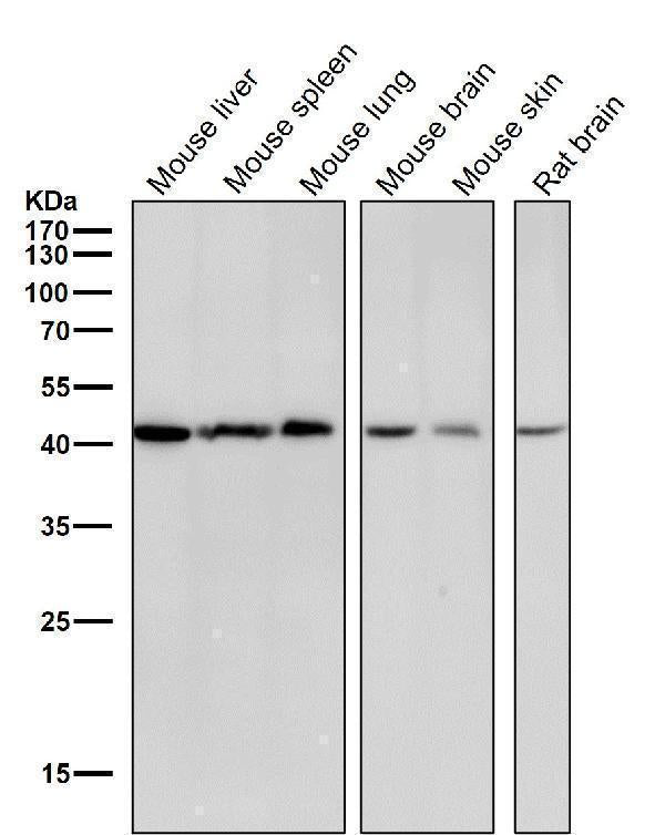 All lanes use the Antibody at 1:3K dilution for 1 hour at room temperature.