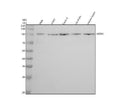 Anti-Hsp105 Rabbit Monoclonal Antibody