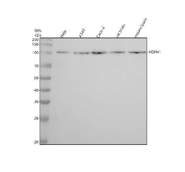 Anti-Hsp105 Rabbit Monoclonal Antibody