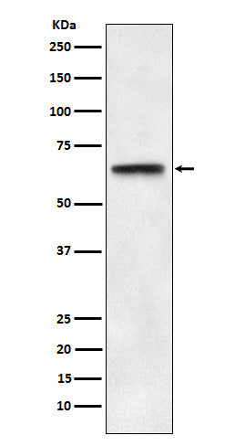 Western blot analysis of ABCE1 expression in HeLa cell lysate.
