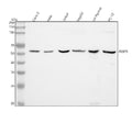 Anti-FKBP51 Monoclonal Antibody