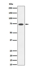 Western blot analysis of SSTR3  expression in Somatostatin Receptor 3 SSTR3 transfected 293T cell lysate.