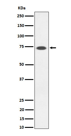 Western blot analysis of SSTR3  expression in Somatostatin Receptor 3 SSTR3 transfected 293T cell lysate.