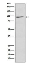 Anti-EIF2C3 AGO3 Rabbit Monoclonal Antibody