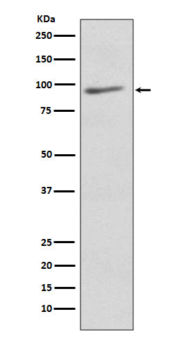 Anti-EIF2C3 AGO3 Rabbit Monoclonal Antibody