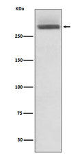 Western blot analysis of LAMA3 expression in HeLa cell lysate.