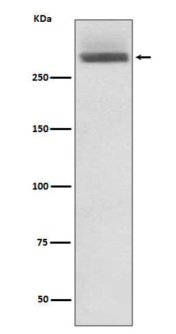 Western blot analysis of LAMA3 expression in HeLa cell lysate.