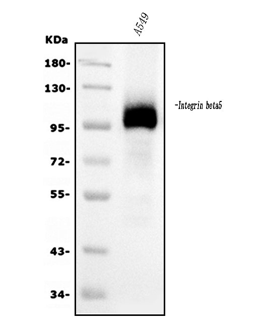 Anti-Integrin beta 5/ITGB5 Antibody Picoband® (monoclonal, 9E2)