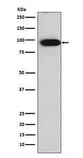 Western blot analysis of Villin expression in Caco-2 cell lysate.